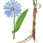 Chicory Blue Dandelion 1000 US Seeds