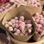 Alsike Pink Clover Herb MEDICINAL Flower 3500 US SEEDS