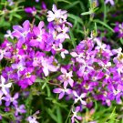 3000 US Seeds Evening Scented Night Stock Matthiola Flower BULK Lilac Pink Mix