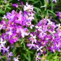 3000 US Seeds Evening Scented Night Stock Matthiola Flower BULK Lilac Pink Mix