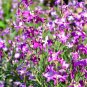 3000 US Seeds Evening Scented Night Stock Matthiola Flower BULK Lilac Pink Mix