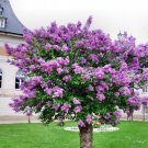 10 US Seeds Persian Lilac Melia azedarach Sacred Tree