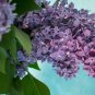 10 US Seeds Persian Lilac Melia azedarach Sacred Tree