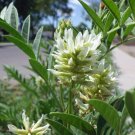 40 US seeds American Licorice Glycyrrhiza lepidota Organic