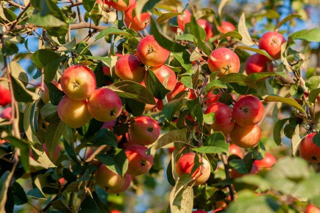 20 US seeds Himalayan Crab Apple Malus baccata var himalaica