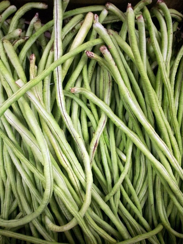 Yard Long Cowpea Bean 50 US Seeds