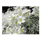 Flower Cerastium White Snow In Summer 200 US Seeds