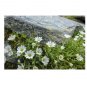 Flower Cerastium White Snow In Summer 200 US Seeds