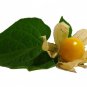 100 US Seeds Ground Cherry Fruit  Pineapple Cape Gooseberry Physalis Ixocarpa