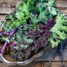 1000 US Seeds Kale Red Russian Vegetable for Microgreens or Planting Heirloom