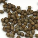 Capparis Spinosa Caper Bush 25 US Seeds