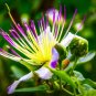 Capparis Spinosa Caper Bush 25 US Seeds