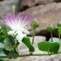 Capparis Spinosa Caper Bush 25 US Seeds