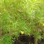 Thevetia nereifolia Yellow Oleander Pre Stratified 3 US seeds
