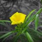 Thevetia nereifolia Yellow Oleander Pre Stratified 3 US seeds