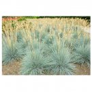 100 US Seeds Blue Ornamental Fescue Grass Festuca Cinerea Glauca Silvery