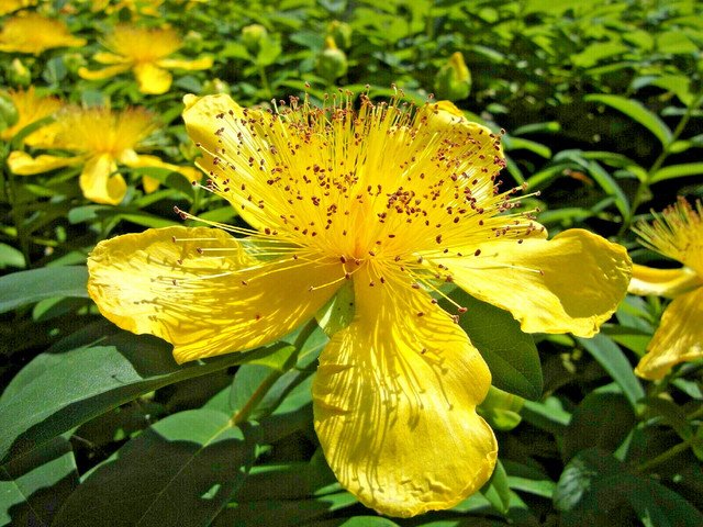 200 US Seeds Great St Johns Wort Medicinal Herb Flower