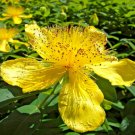 200 US Seeds Great St Johns Wort Medicinal Herb Flower
