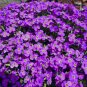150 US Seeds Rock Cress Aubrieta Cascading Purple Flowers