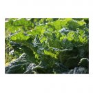 1100 US SEEDS MUSTARD GREEN FLORIDA BROAD LEAF HEIRLOOM NON GMO FRESH