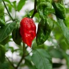 Bhut jolokia Ghost Pepper 50 US seeds