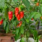 Bhut jolokia Ghost Pepper 50 US seeds