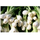 Allium cepa Evergreen White bunching onion Heirloom NON GMO 200 US seeds