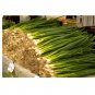 Allium cepa Evergreen White bunching onion Heirloom NON GMO 200 US seeds