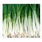 Allium cepa Evergreen White bunching onion Heirloom NON GMO 200 US seeds