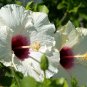 25 US SEEDS WHITE HIBISCUS Crimson Eye Perennial Flower