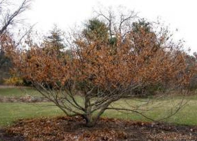 Hamamelis vernalis Vernal Witch Hazel Flowering Shrub 15 US seeds