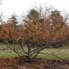 Hamamelis vernalis Vernal Witch Hazel Flowering Shrub 15 US seeds