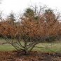 Hamamelis vernalis Vernal Witch Hazel Flowering Shrub 15 US seeds