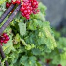 Ribes Cereum Red Wax Currant 60 US SEEDS