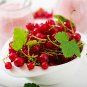 Ribes Cereum Red Wax Currant 60 US SEEDS