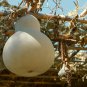 10 US seeds Birdhouse gourd Calabash Chinese buddha squash white flowered gourd