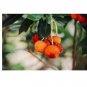 Arbutus unedo Strawberry Tree Evergreen 20 US seeds