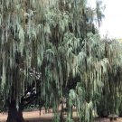 30 US seeds Kashmir Cypress Cypressus darjeelingensis