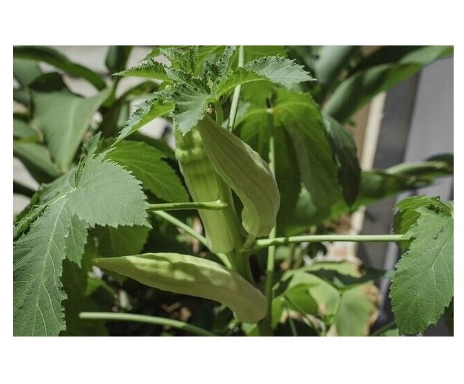 OKRA CLEMSON SPINELESS VEGETABLE 100 US SEEDS
