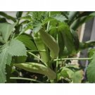 OKRA CLEMSON SPINELESS VEGETABLE 100 US SEEDS