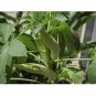 OKRA CLEMSON SPINELESS VEGETABLE 100 US SEEDS