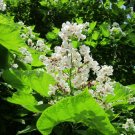 5 US seeds Southern Catalpa Indian Bean Tree Cigar Flowering Native Beauty