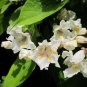 5 US seeds Southern Catalpa Indian Bean Tree Cigar Flowering Native Beauty