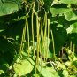 5 US seeds Southern Catalpa Indian Bean Tree Cigar Flowering Native Beauty