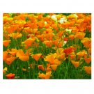 Golden Poppy Eschscholzia californica Showy 2000 US seeds