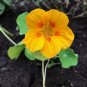 25 US Seeds Nasturtium Mix Rock Cress Climbing Edible Flowers Tropaeolum Majus