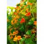 25 US Seeds Nasturtium Mix Rock Cress Climbing Edible Flowers Tropaeolum Majus