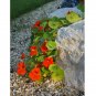 25 US Seeds Nasturtium Mix Rock Cress Climbing Edible Flowers Tropaeolum Majus