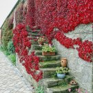 Parthenocissus tricuspidata Boston Ivy 10 US seeds