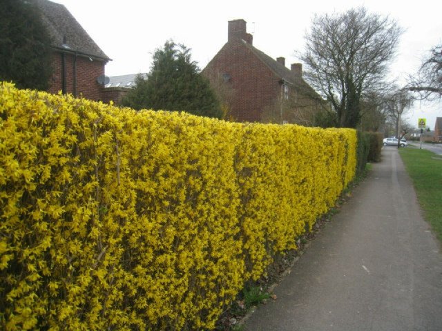 Forsythia suspensa Weeping Forsythia 20 US seeds